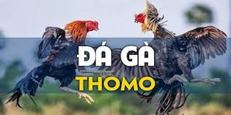 Đến với đá gà thomo For88 để được trải nghiệm những trận đấu kịch tính đến nghẹt thở