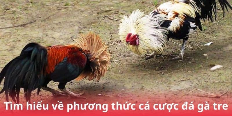 Tìm hiểu về phương thức cá cược đá gà tre