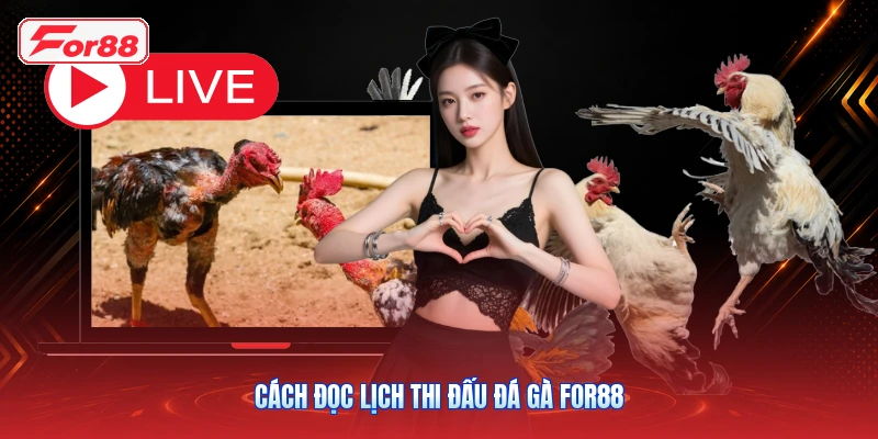 Cách Đọc Lịch Thi Đấu Đá Gà FOR88